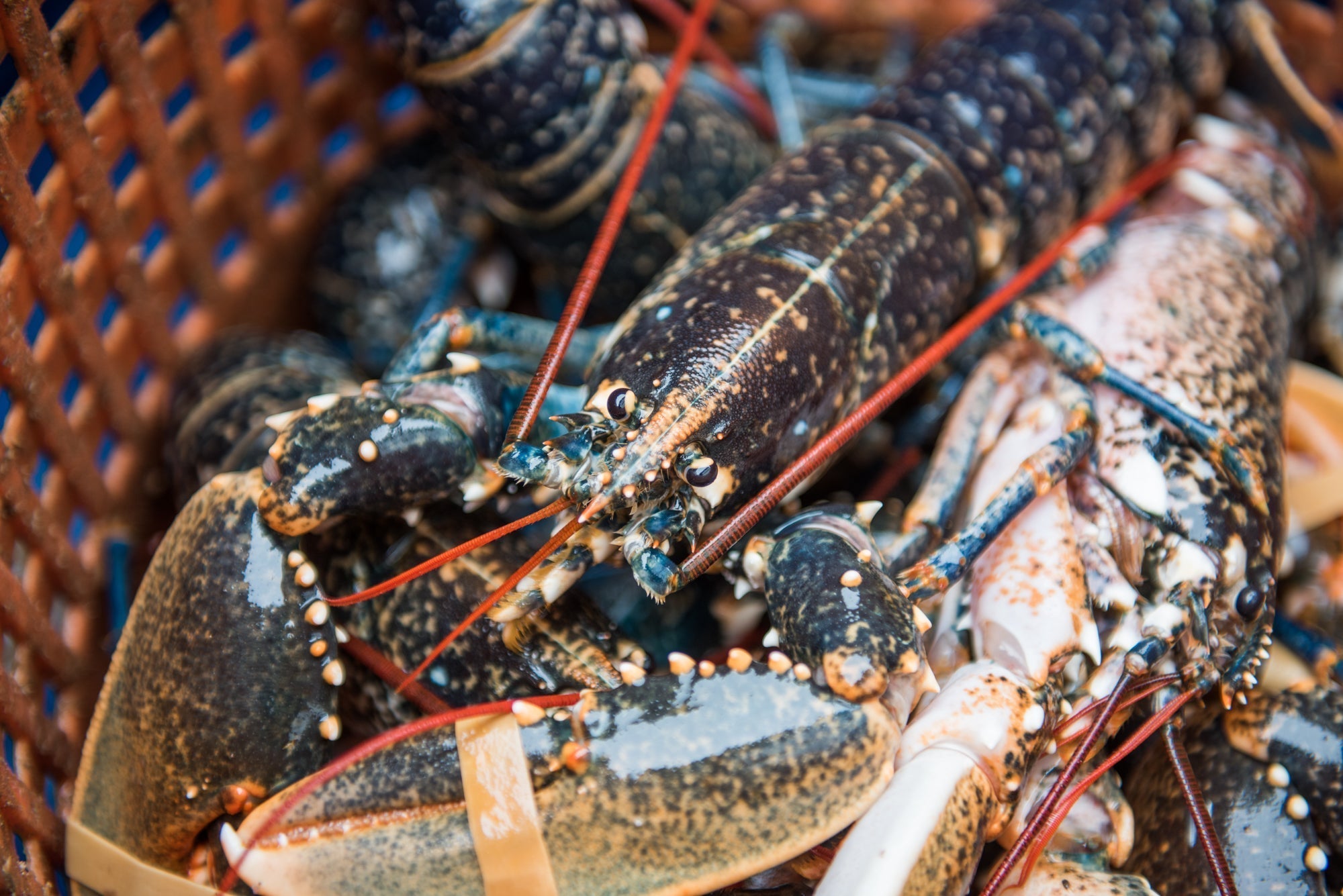 Buyers Guide to Lobster