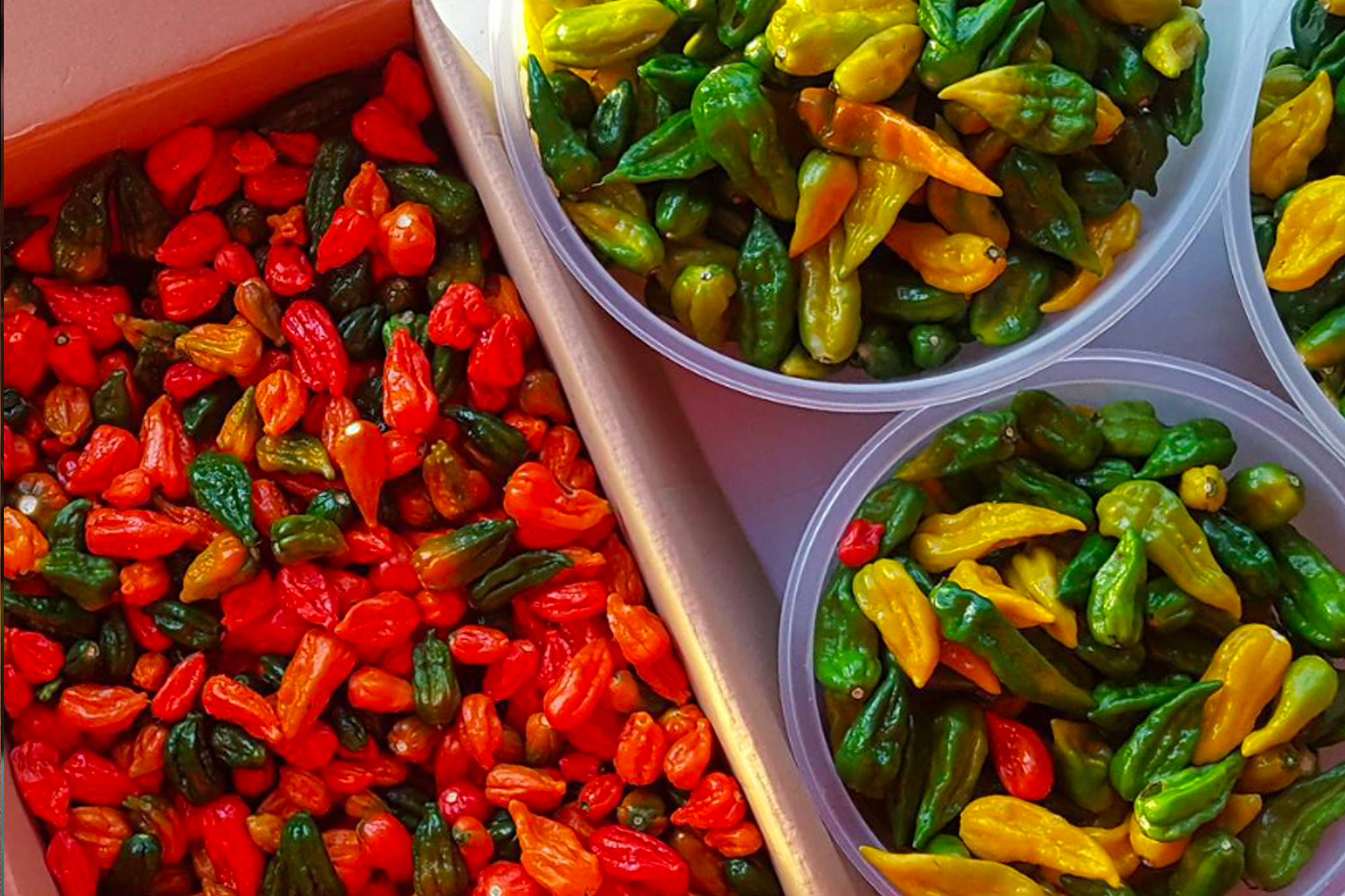 Dartmoor Chilli Farm