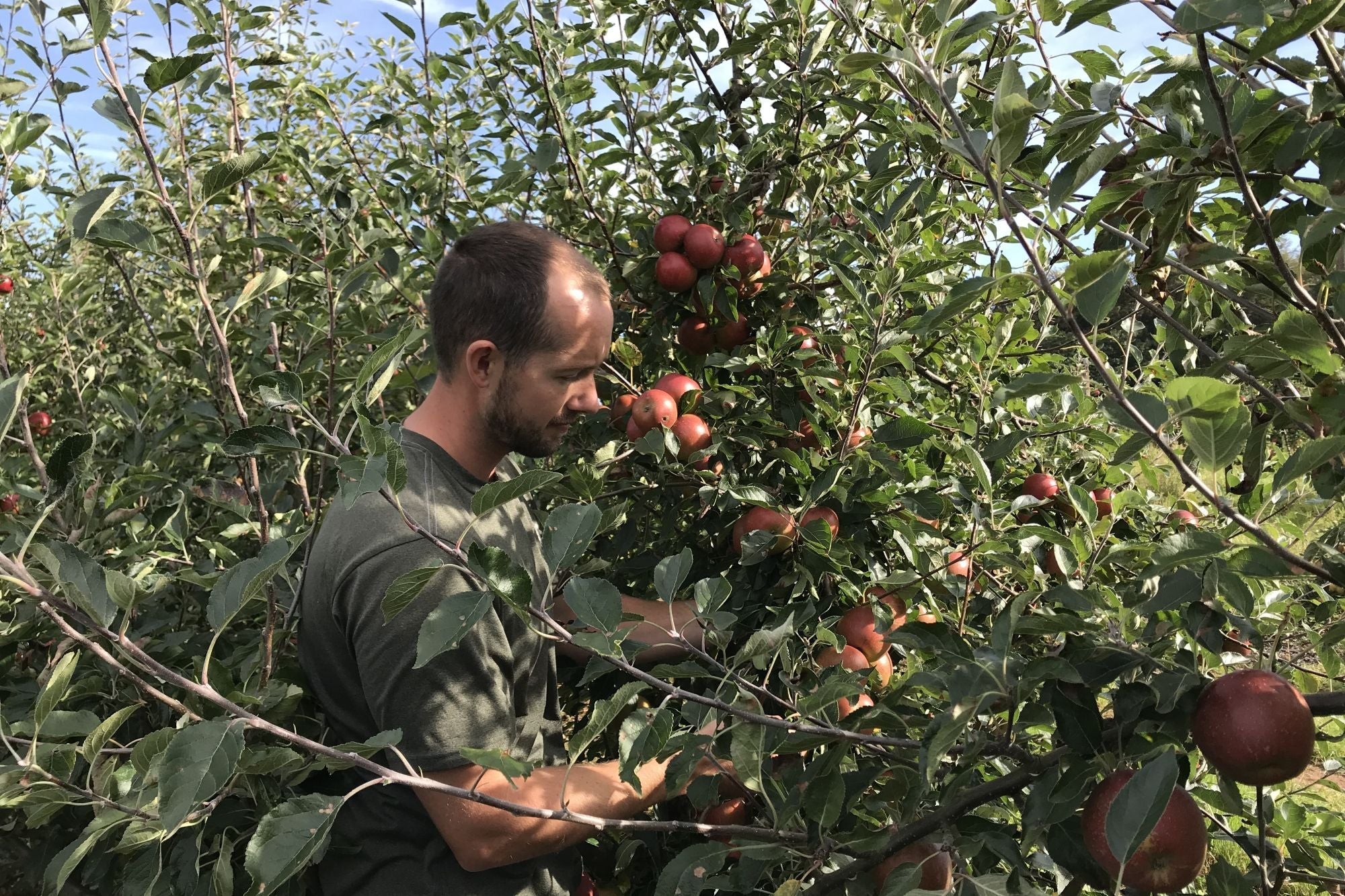 We Like Them Apples - Introducing Four Elms Fruit Farm