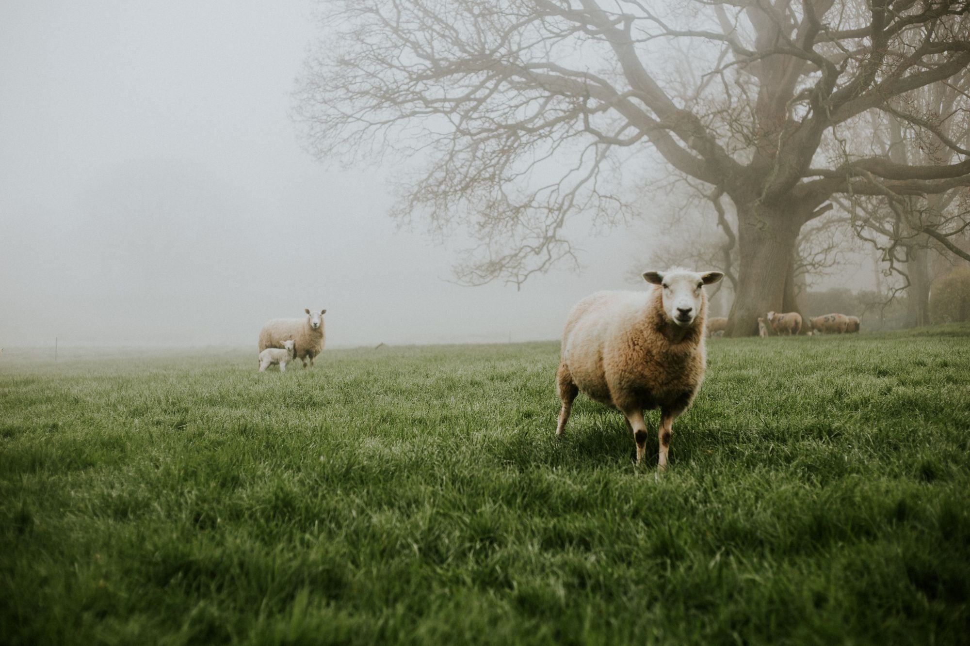 British Lamb -  Our Guide to Lamb