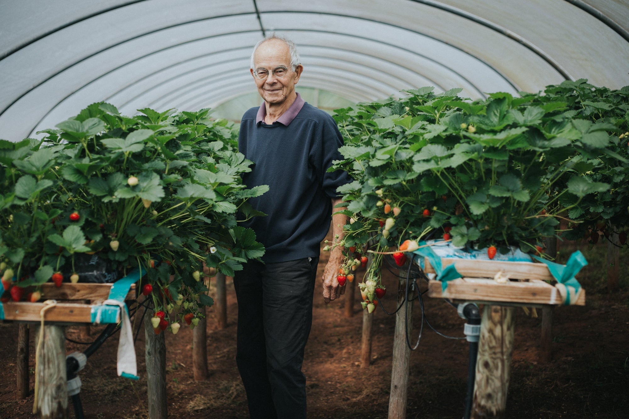 Strawberries - A Devon Delight