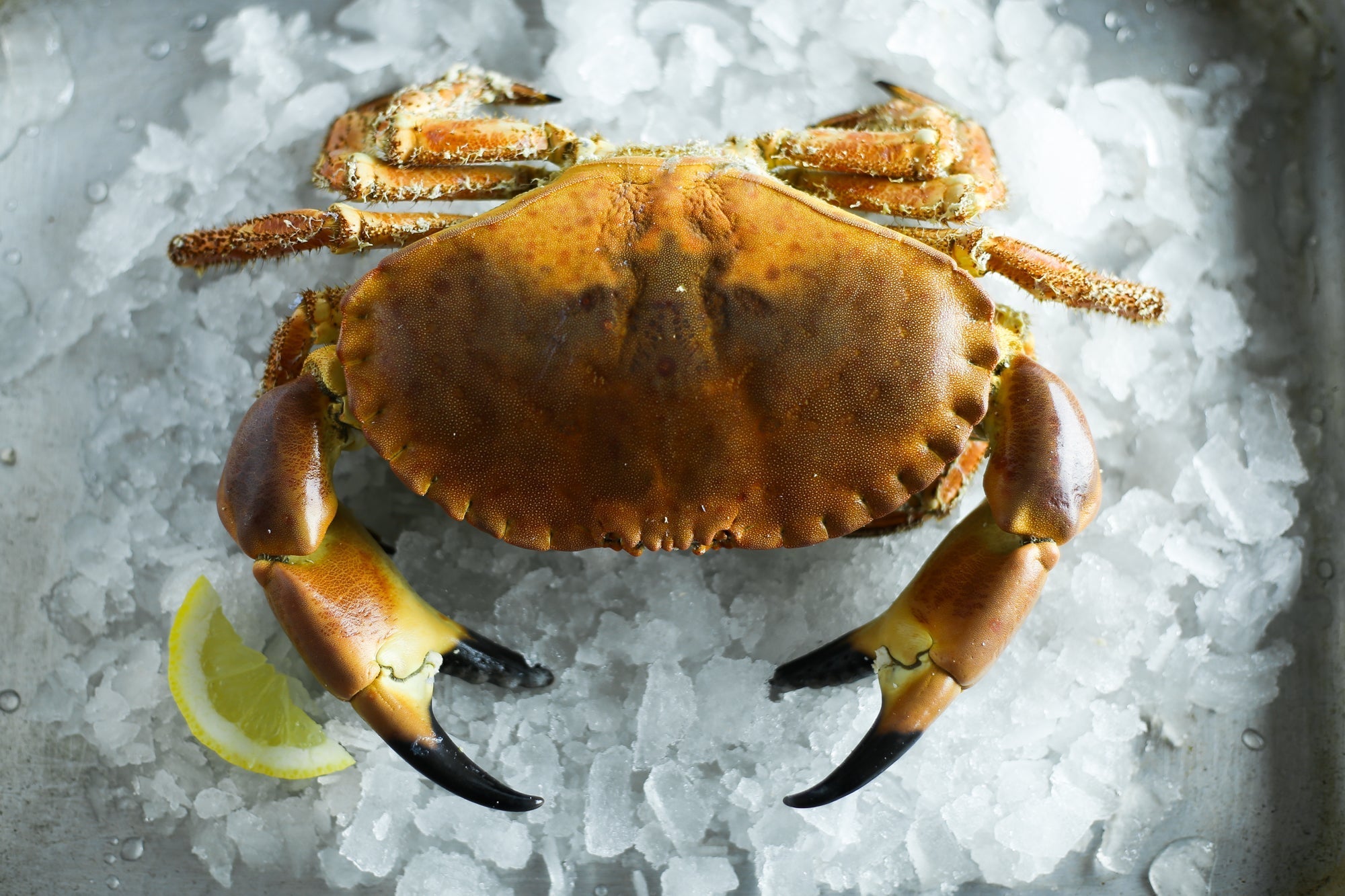 Buying Local Shellfish