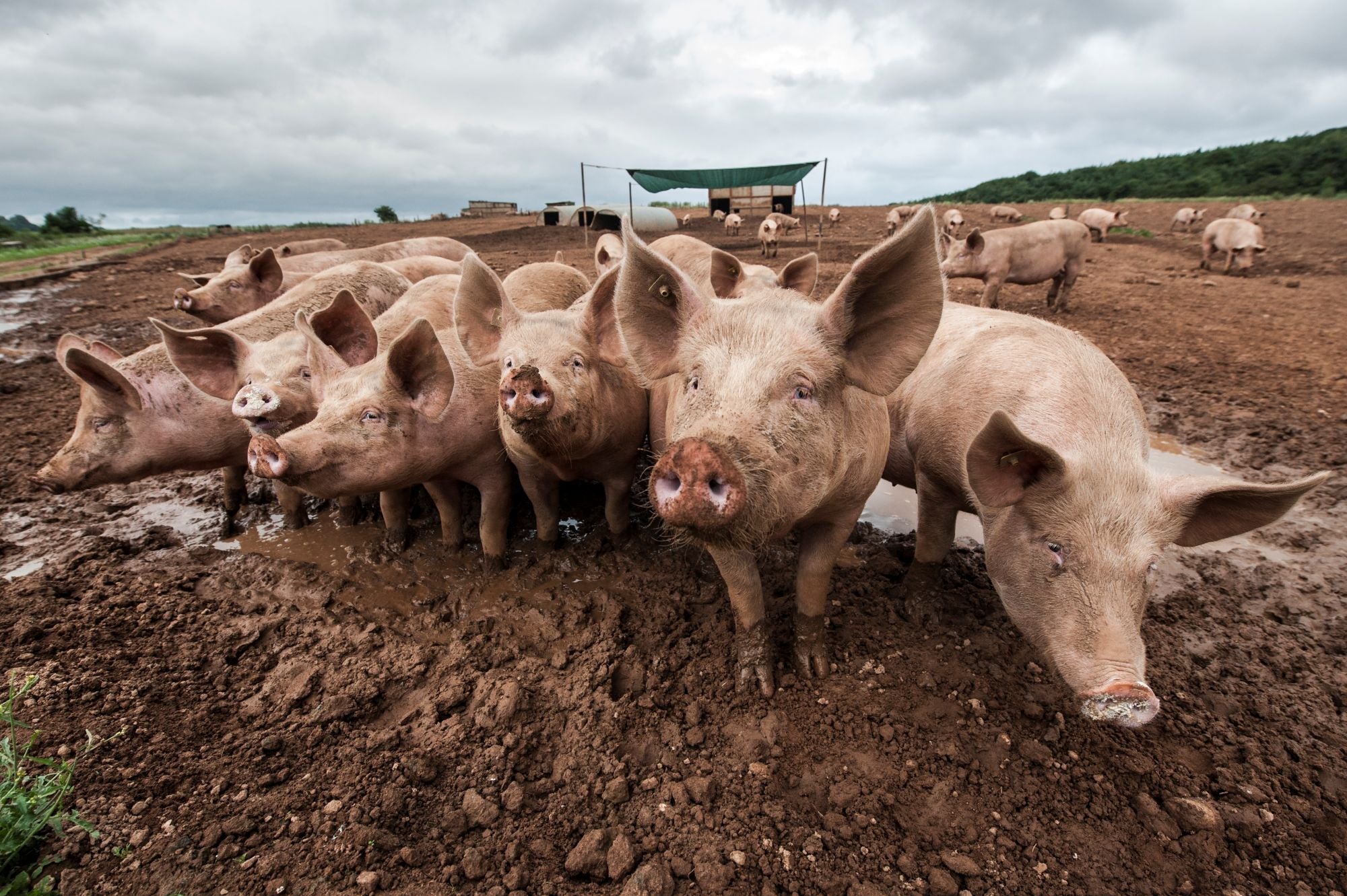 Guide to Pork