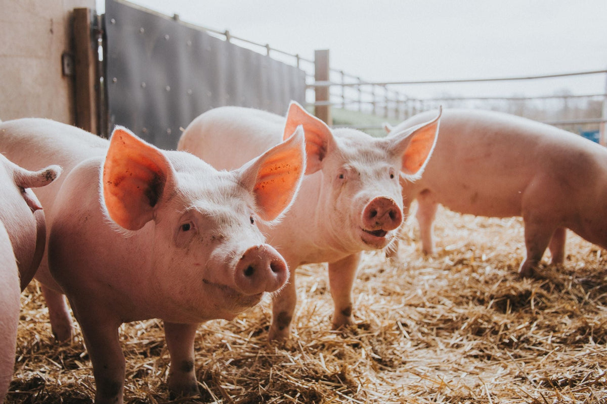 Guide to Pork