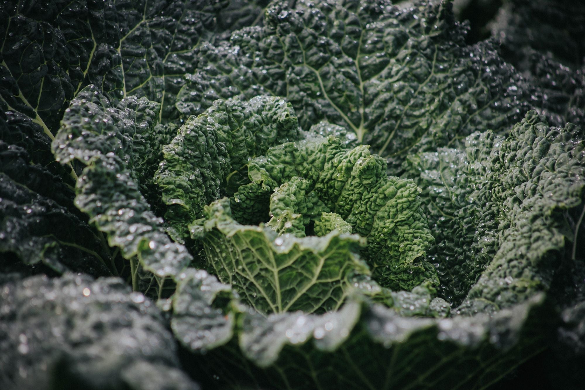 Our Guide to Cabbage