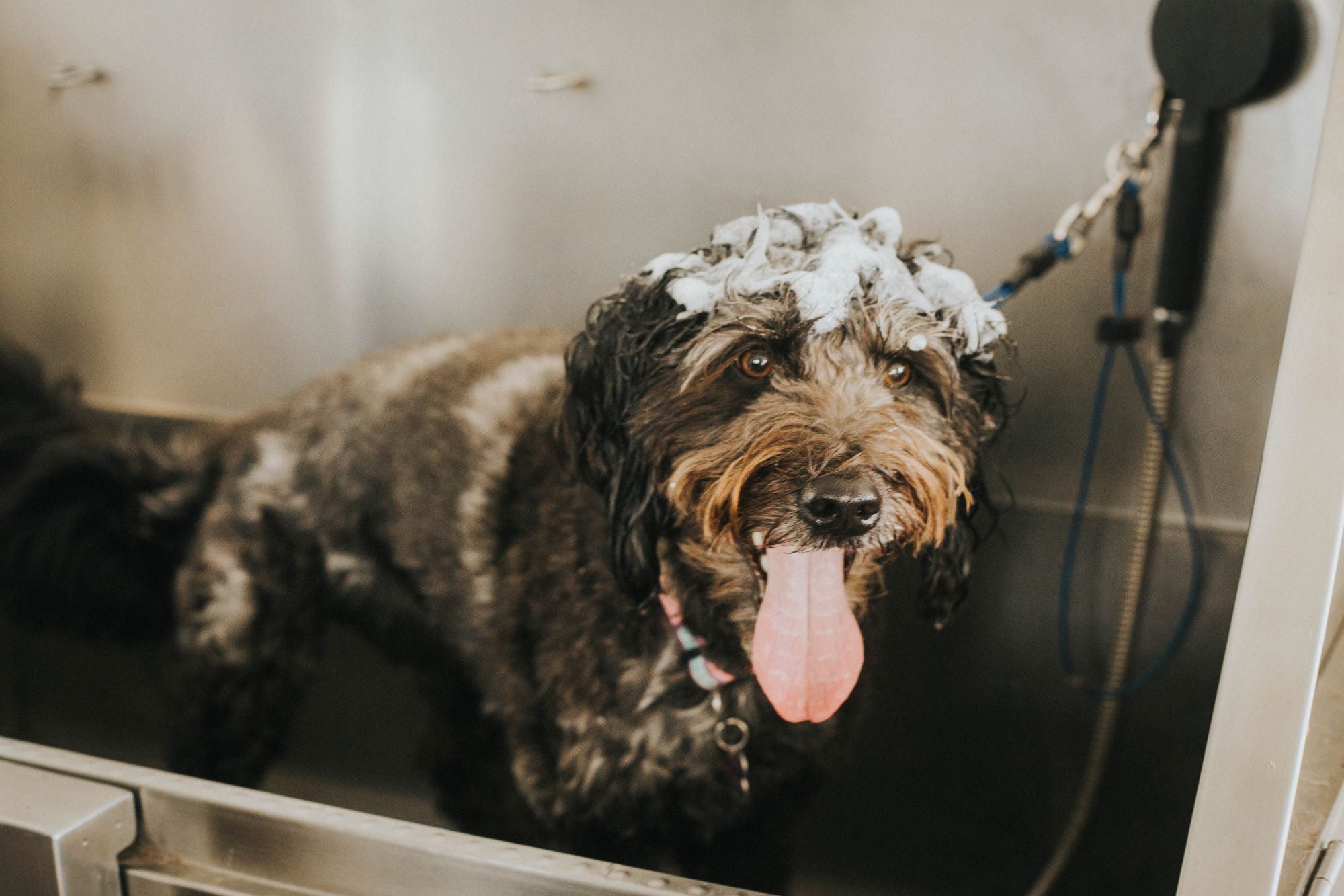 New Doghouse & Spa Opens at Greendale