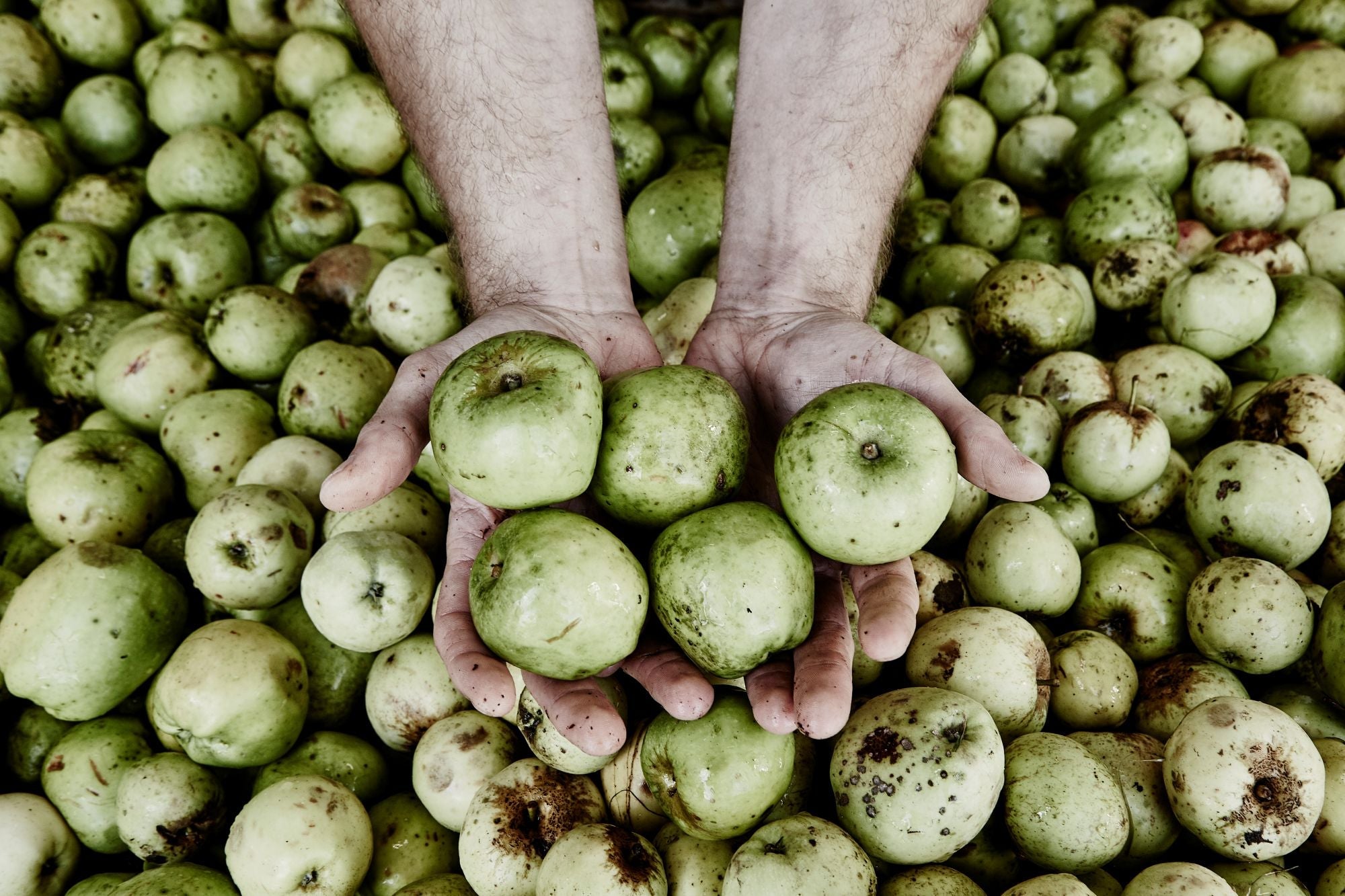 Cider