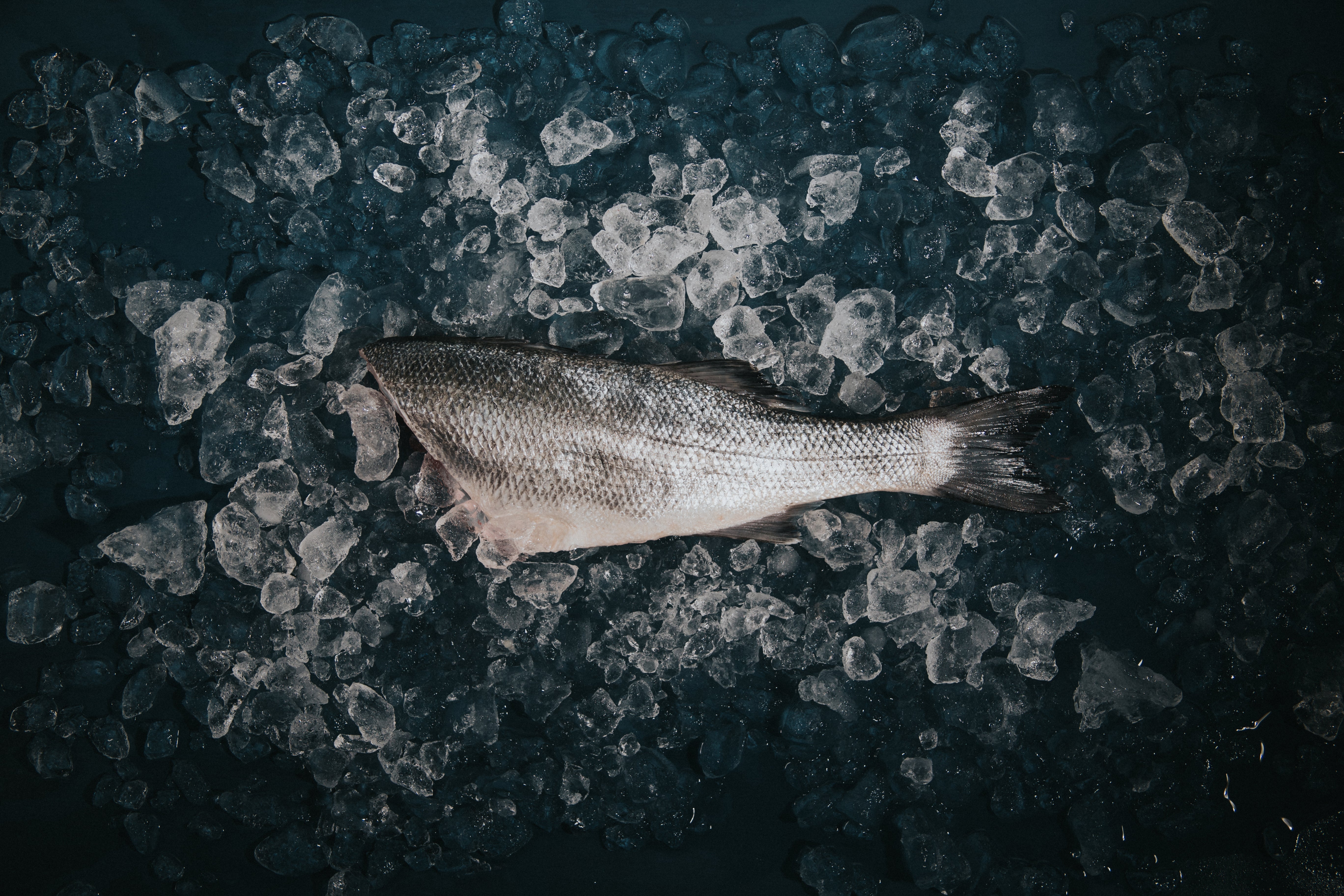 Sea Bass