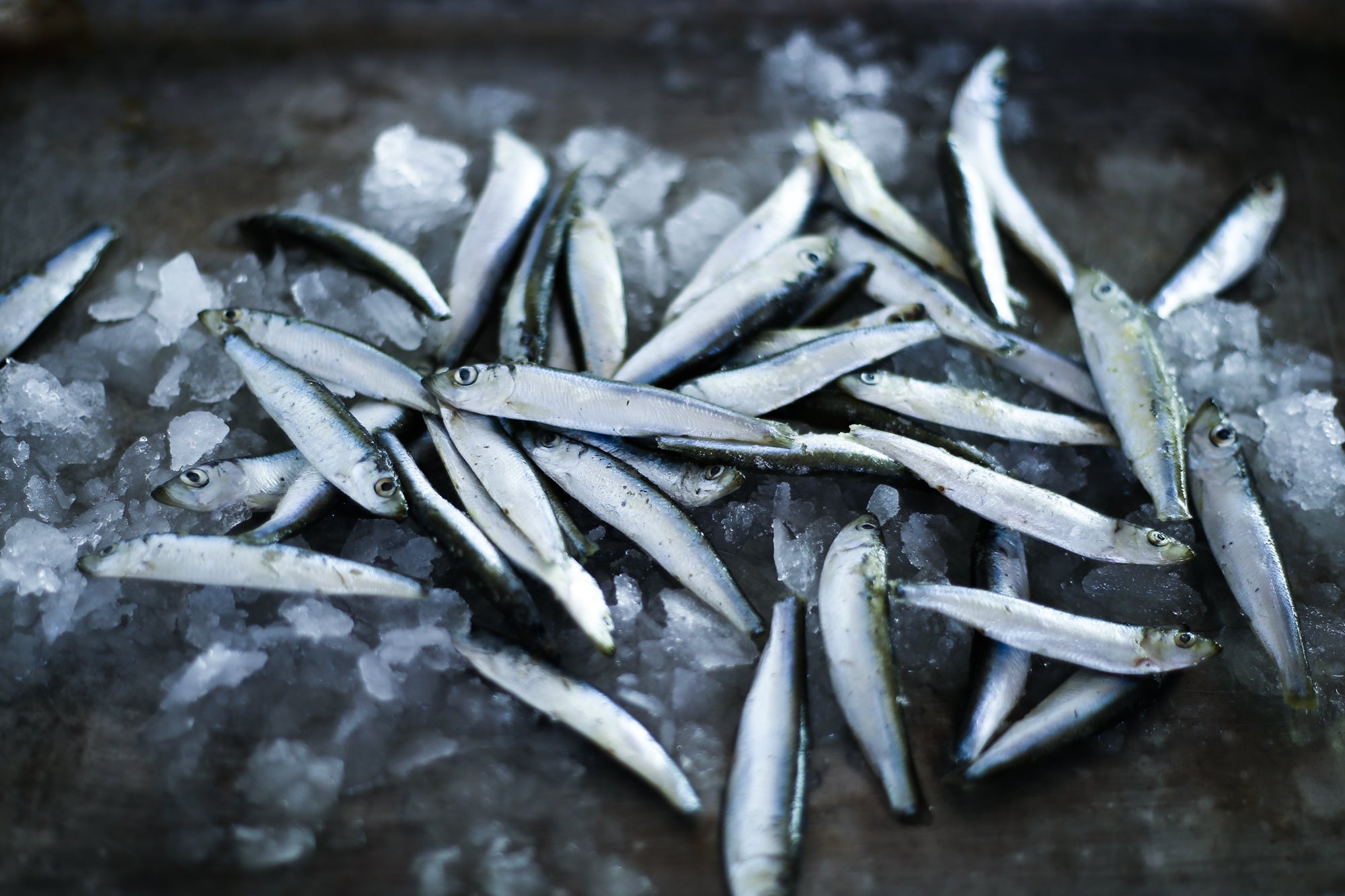 Anchovies