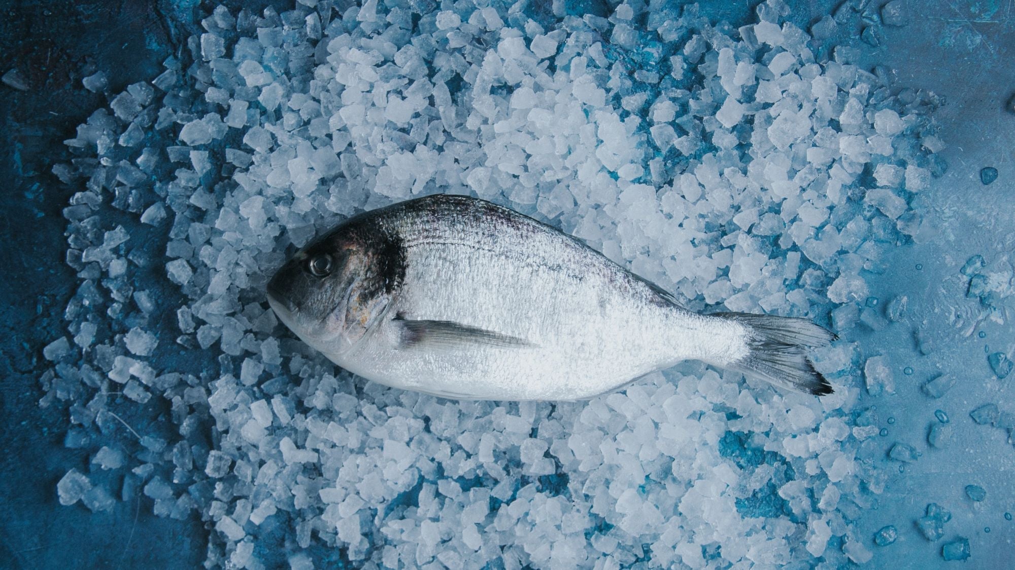 Sea Bream