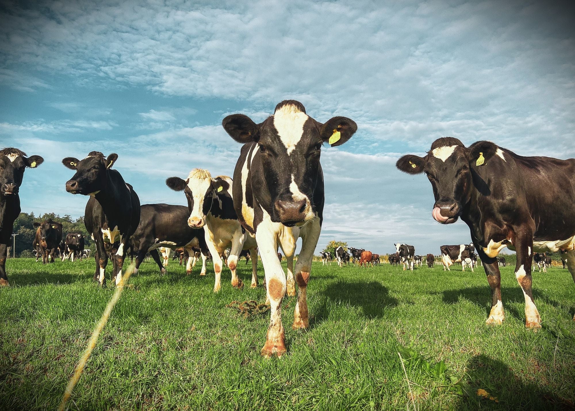 Greendale Dairy
