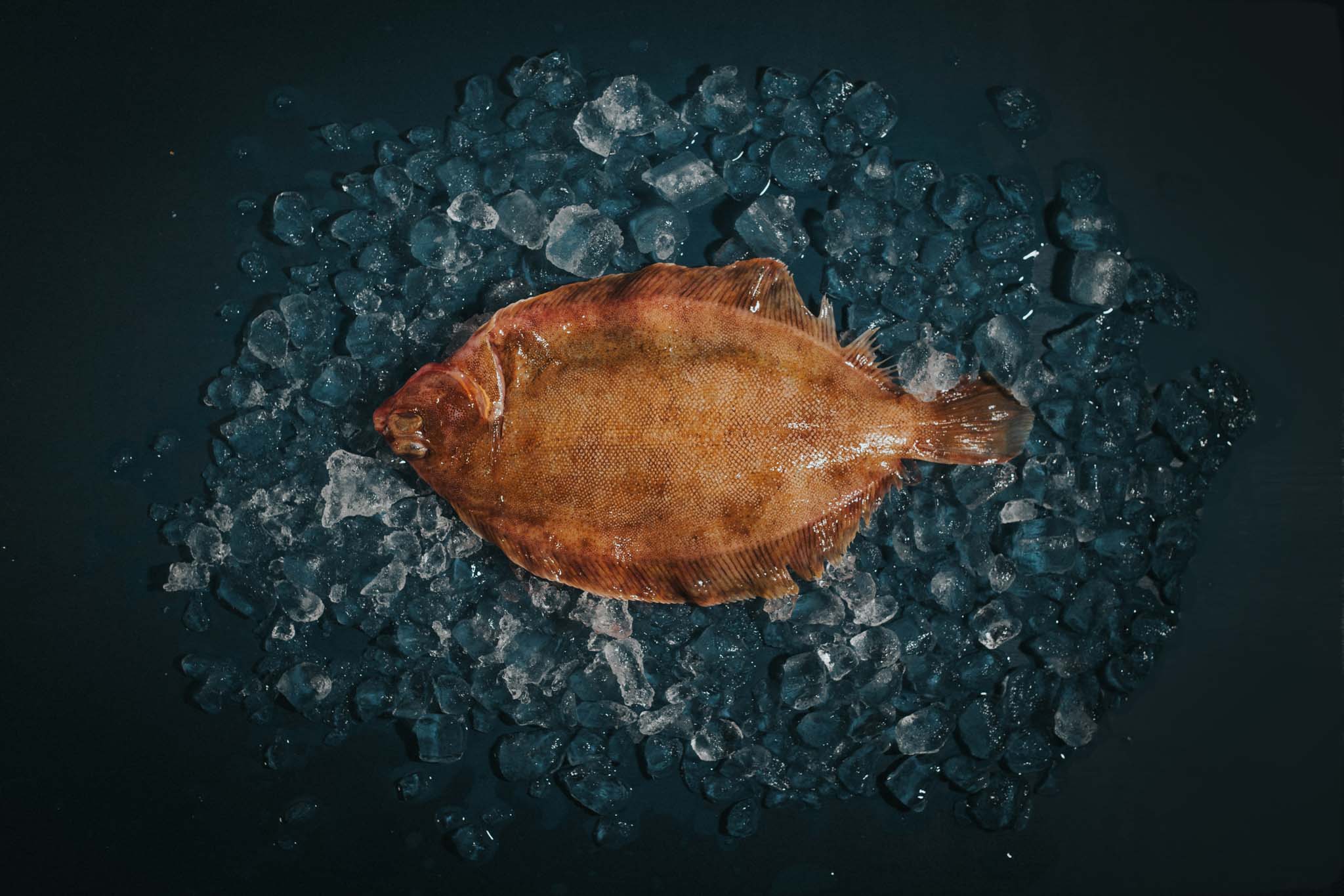 Lemon Sole