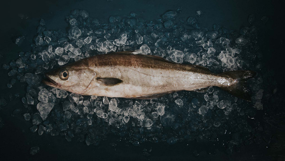 Pollock | Fresh Pollock. A Cod Alternative | Greendale Farm Shop