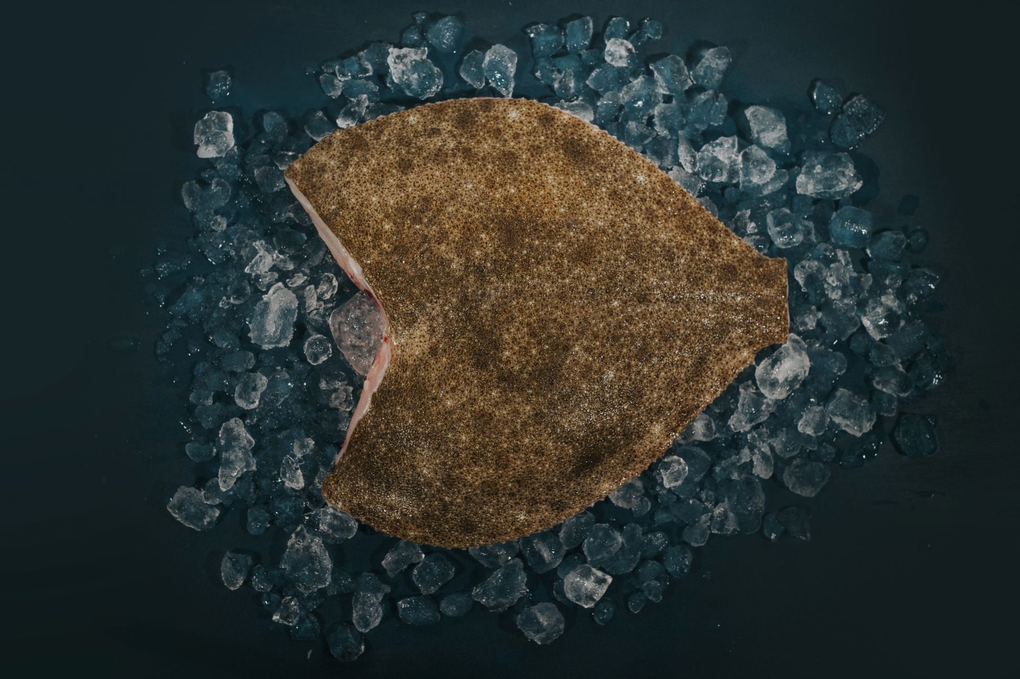 Turbot
