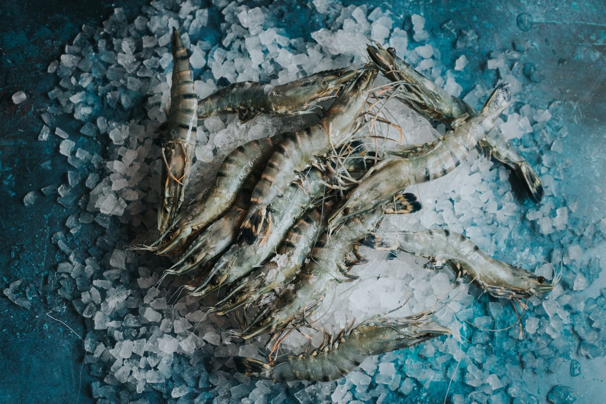 Shrimps & Prawns from Greendale