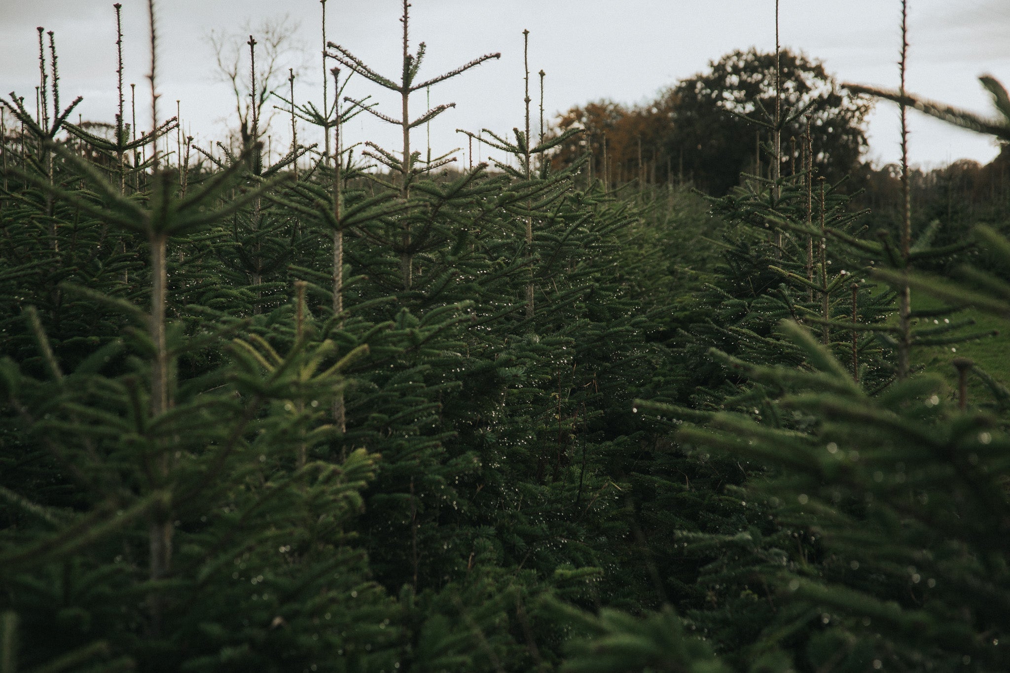 Christmas Trees