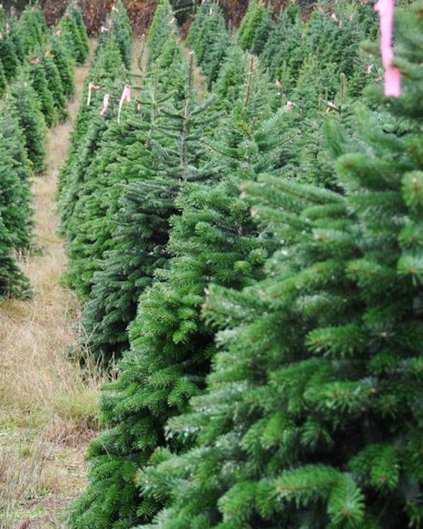 Non-Drop Christmas Tree