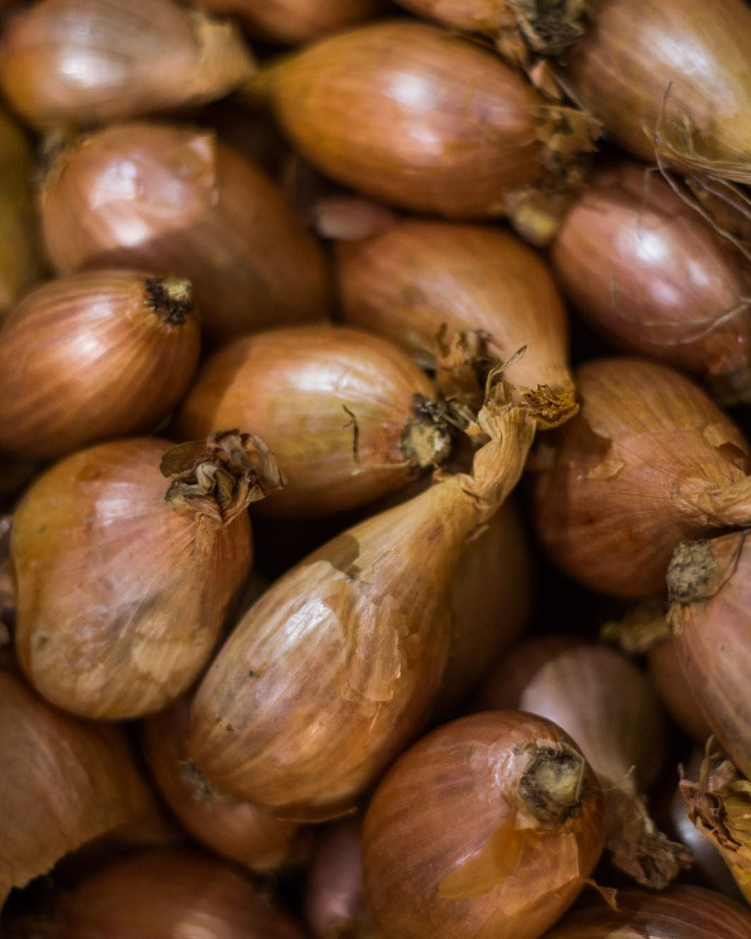 Greendale banana shallots