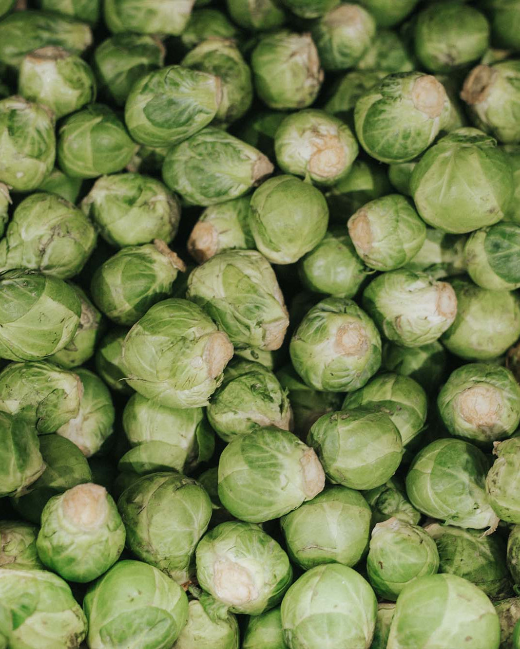Greendale sprouts