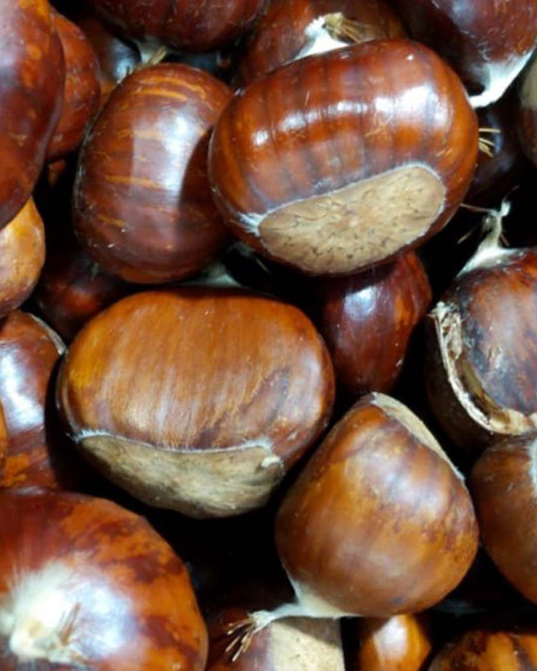 Greendale chestnuts