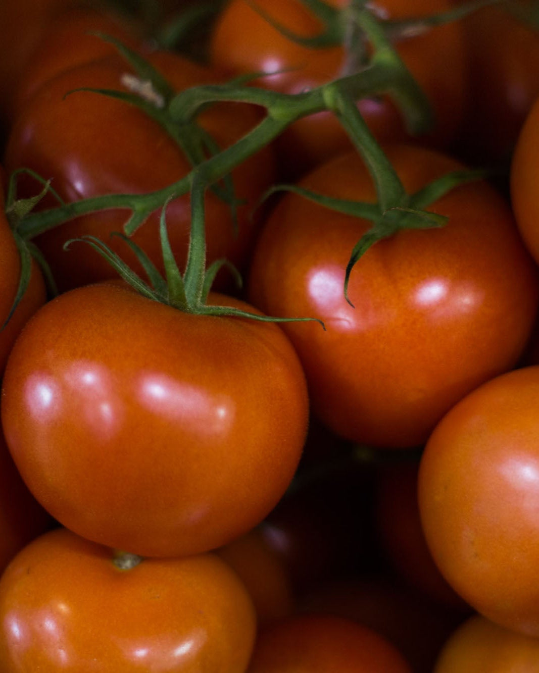 Greendale cocktail vine tomatoes
