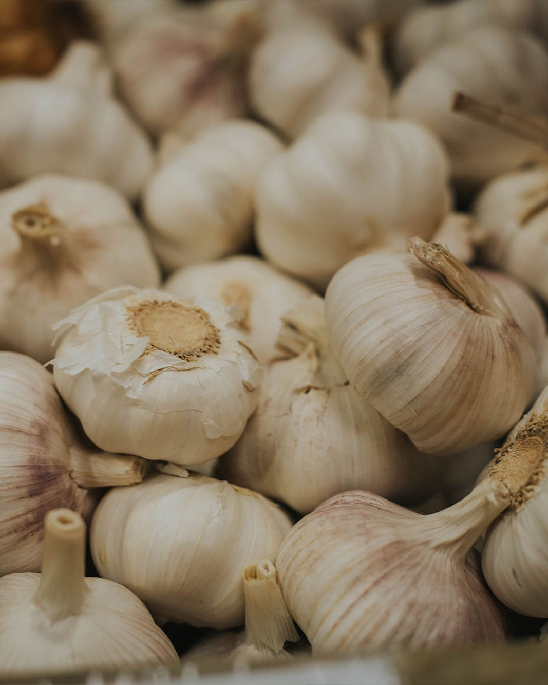 Greendale garlic
