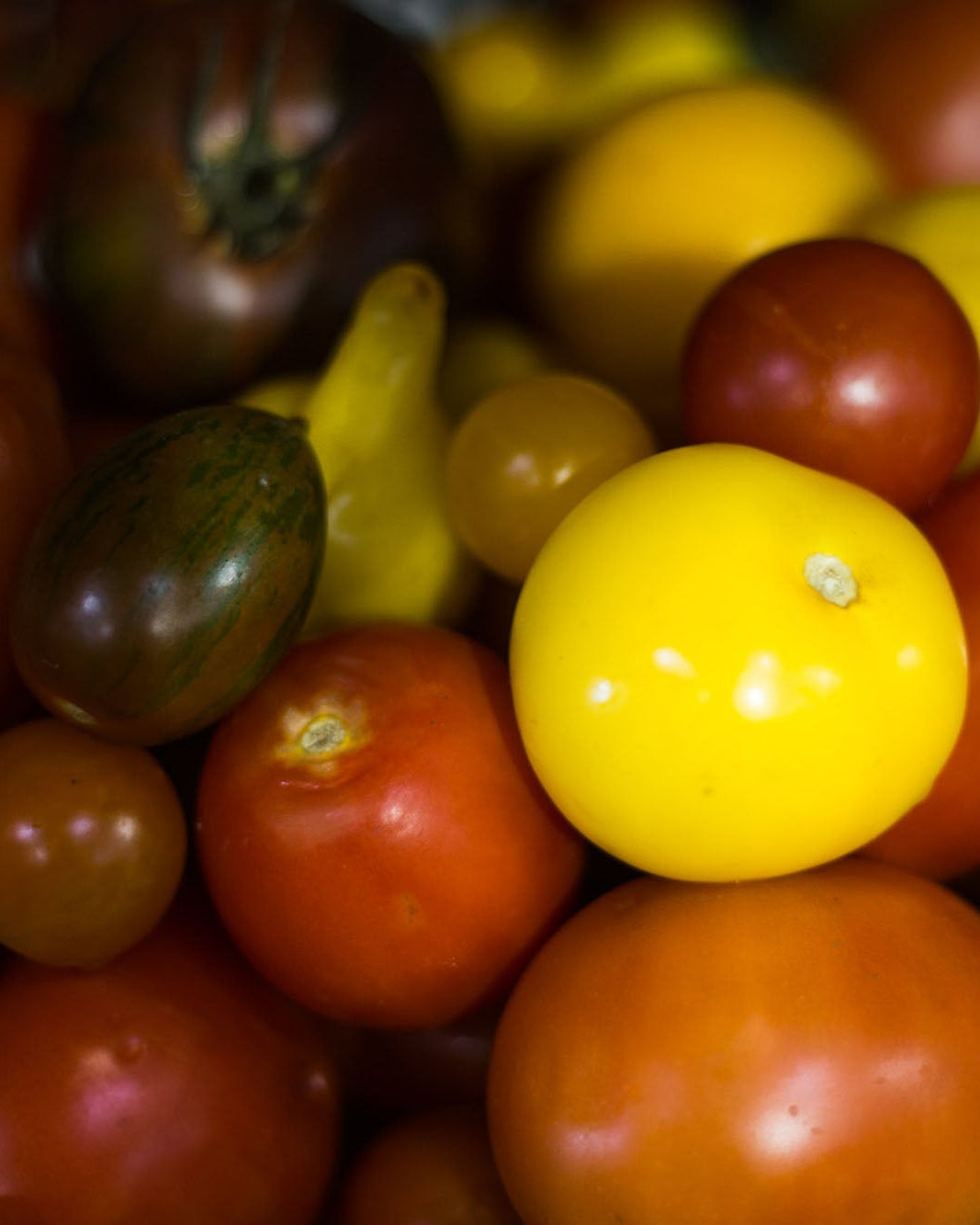 Greendale heritage tomatoes