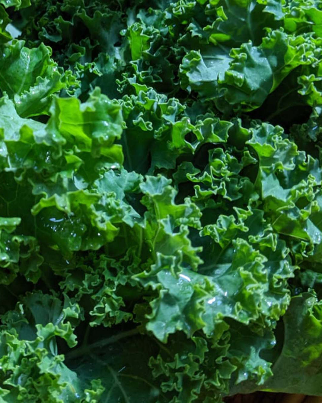 Greendale green kale