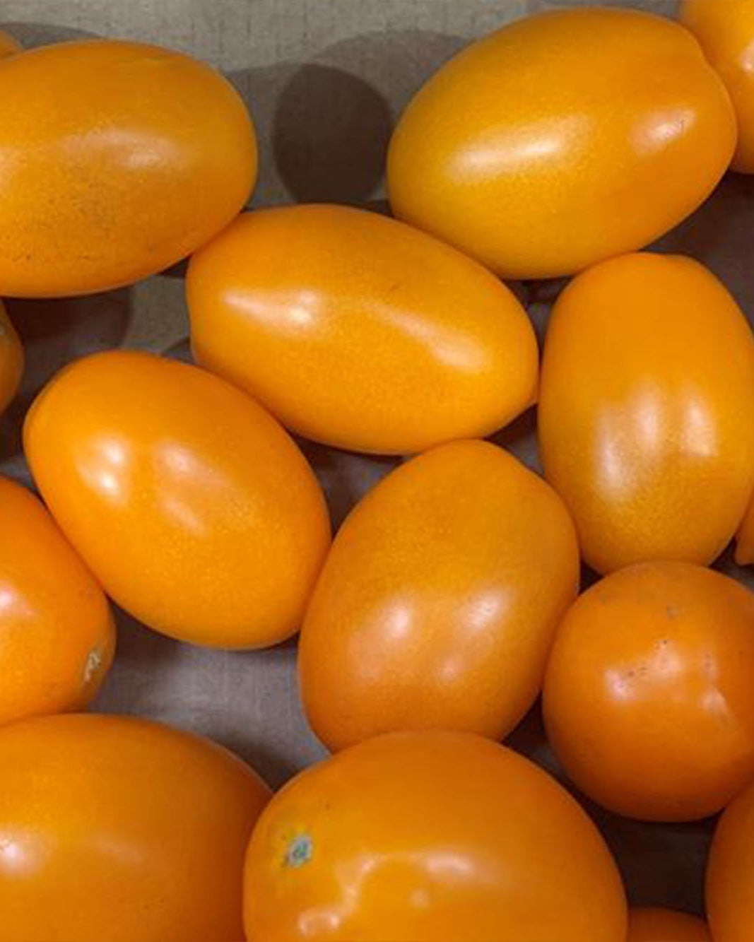 Large golden Greendale plum tomatoes