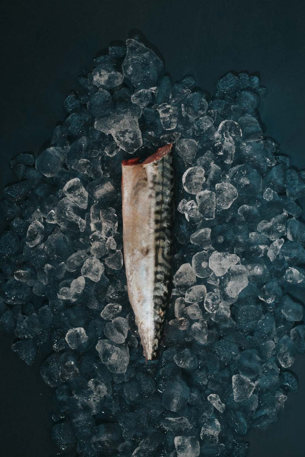 Greendale Mackerel Headed Trimmed
