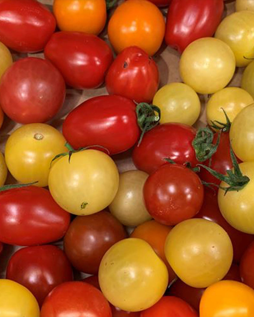 Mixed colour cherry vine Greendale tomatoes
