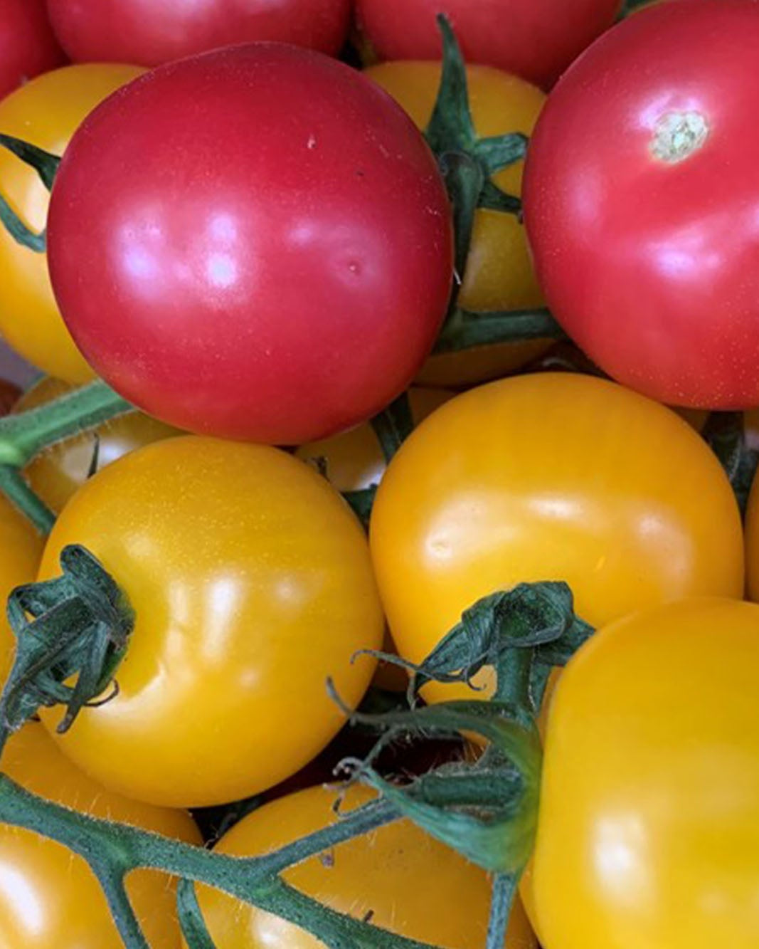 Mixed colour cocktail vine Greendale tomatoes