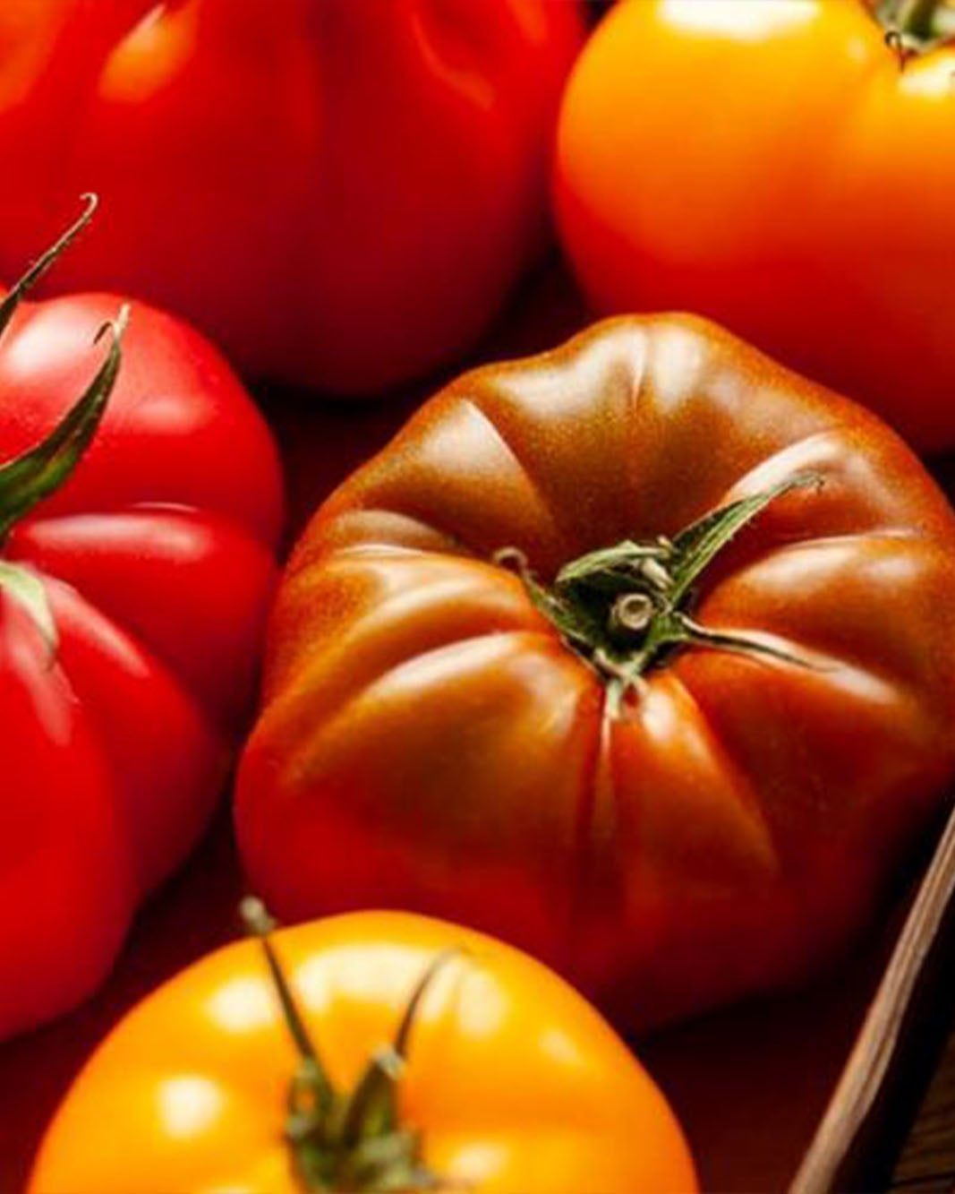 Mixed colour heritage Greendale tomatoes