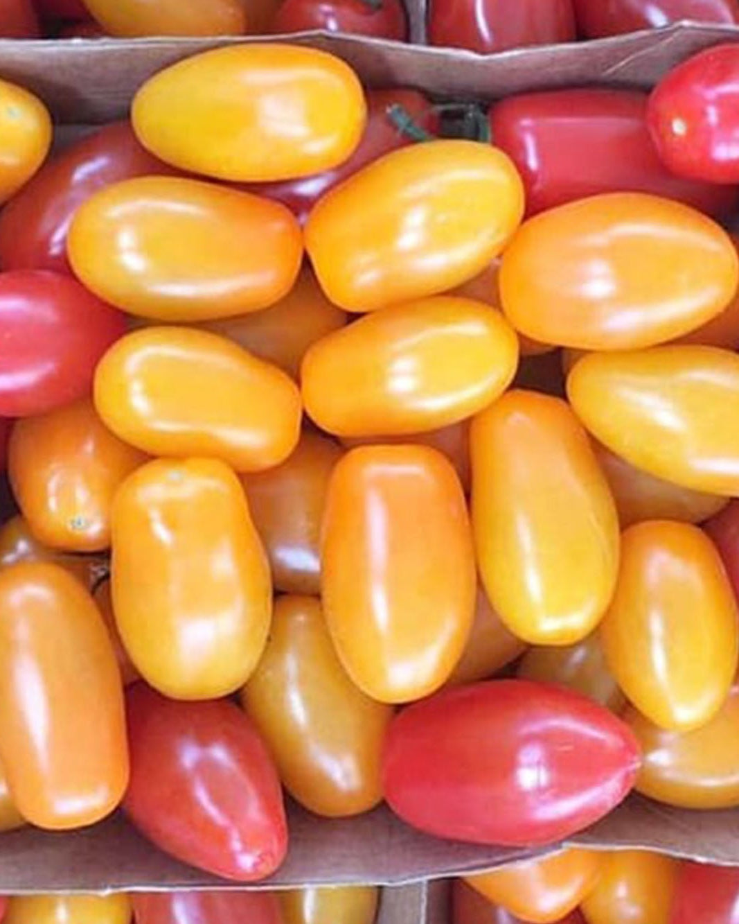 Mixed colour mini plum Greendale tomatoes