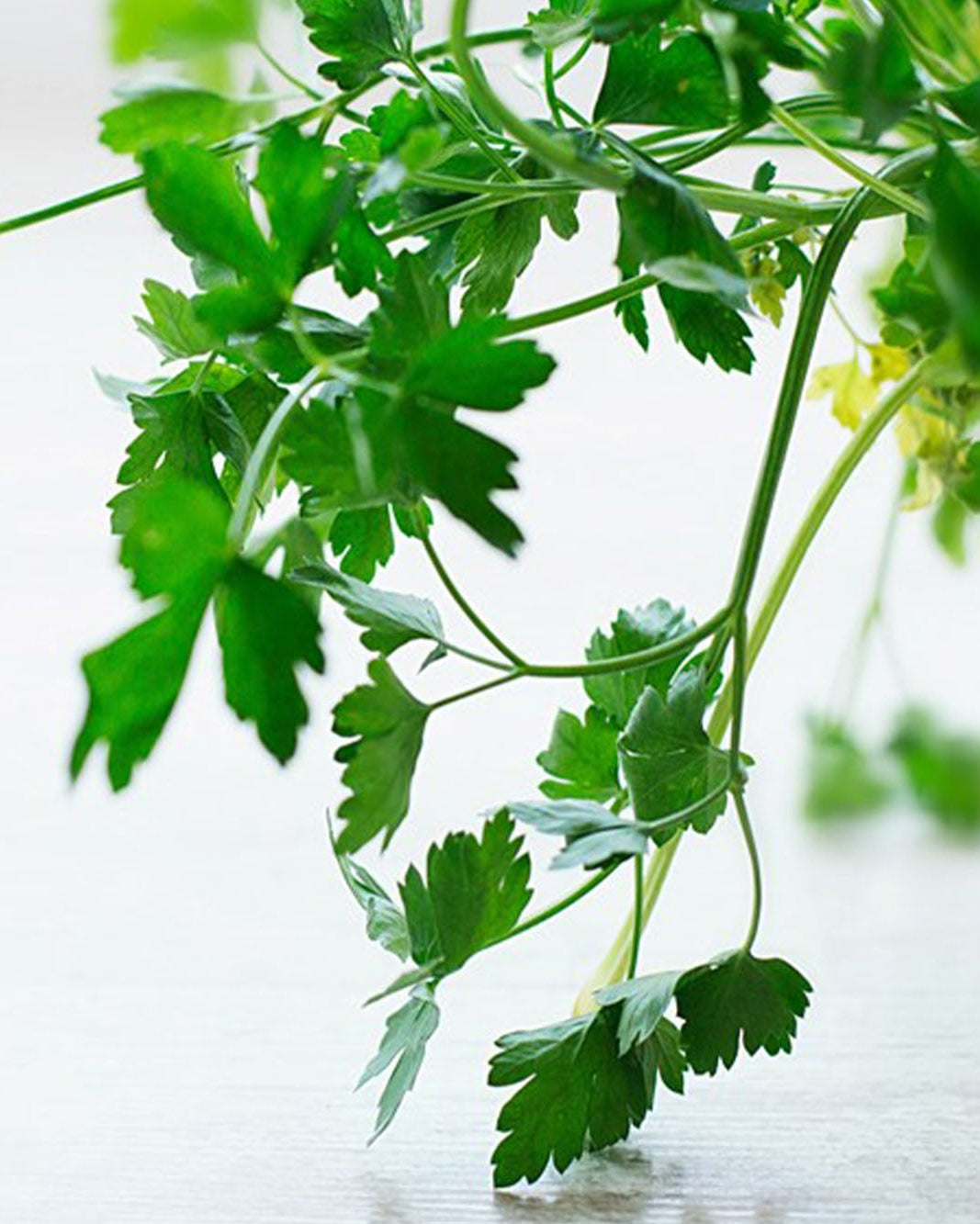 Pre-packed Greendale flat leaf parsley