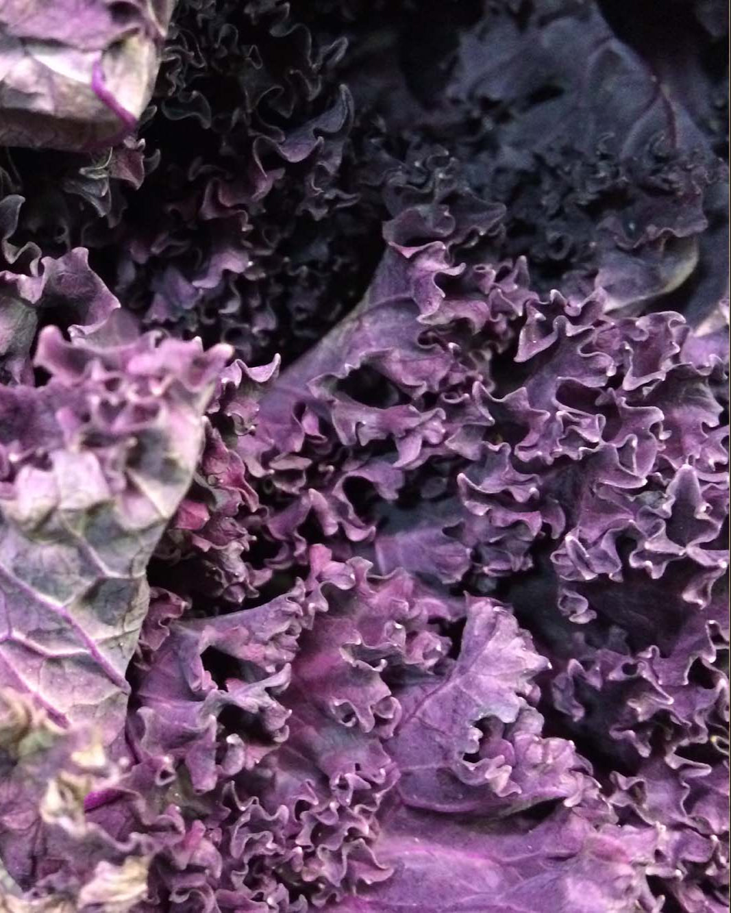 Greendale purple kale