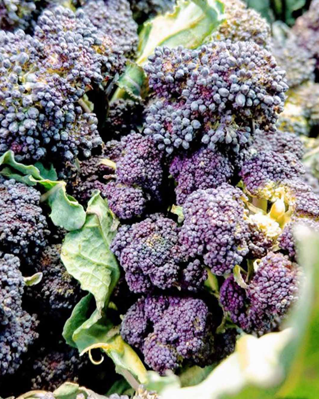 Greendale purple sprouting broccoli