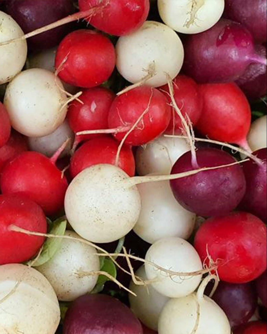 Greendale bunched rainbow radishes