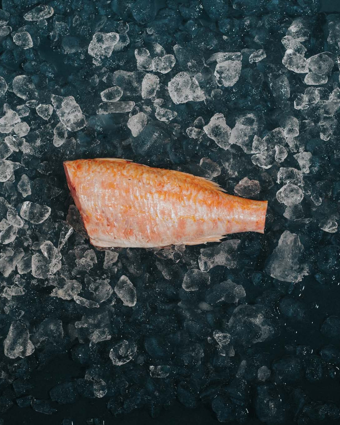 Greendale Red Mullet Headed