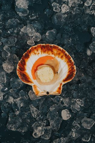 Greendale Greendale Zesty Scallop