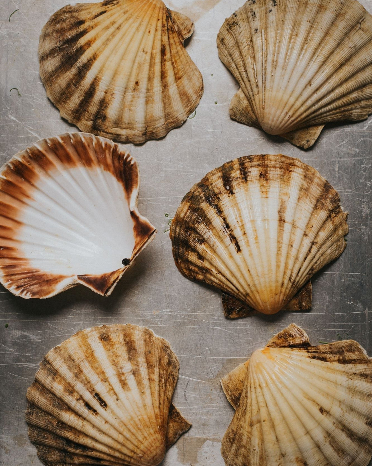Scallopm Shell Scallop Shells | Greendale Farm Shop