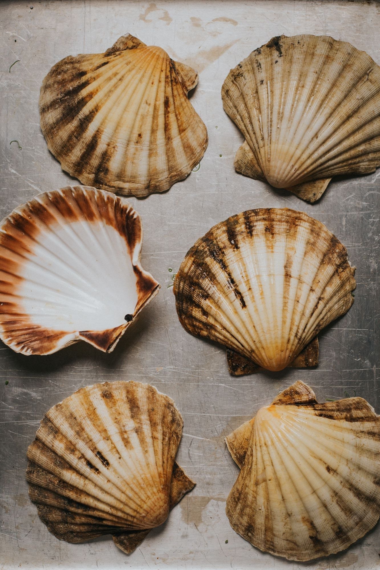 Greendale Scallop Shells