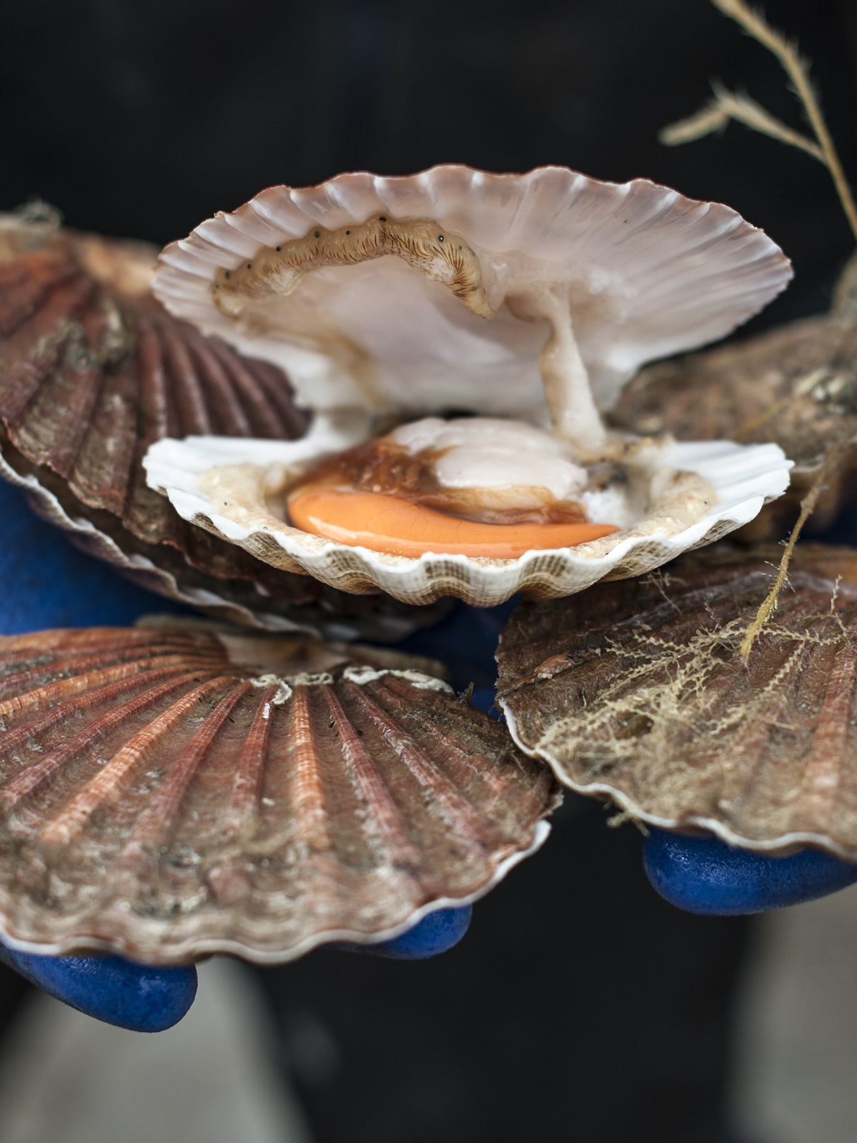 Scallop Shells Scallop Shells | Greendale Farm Shop