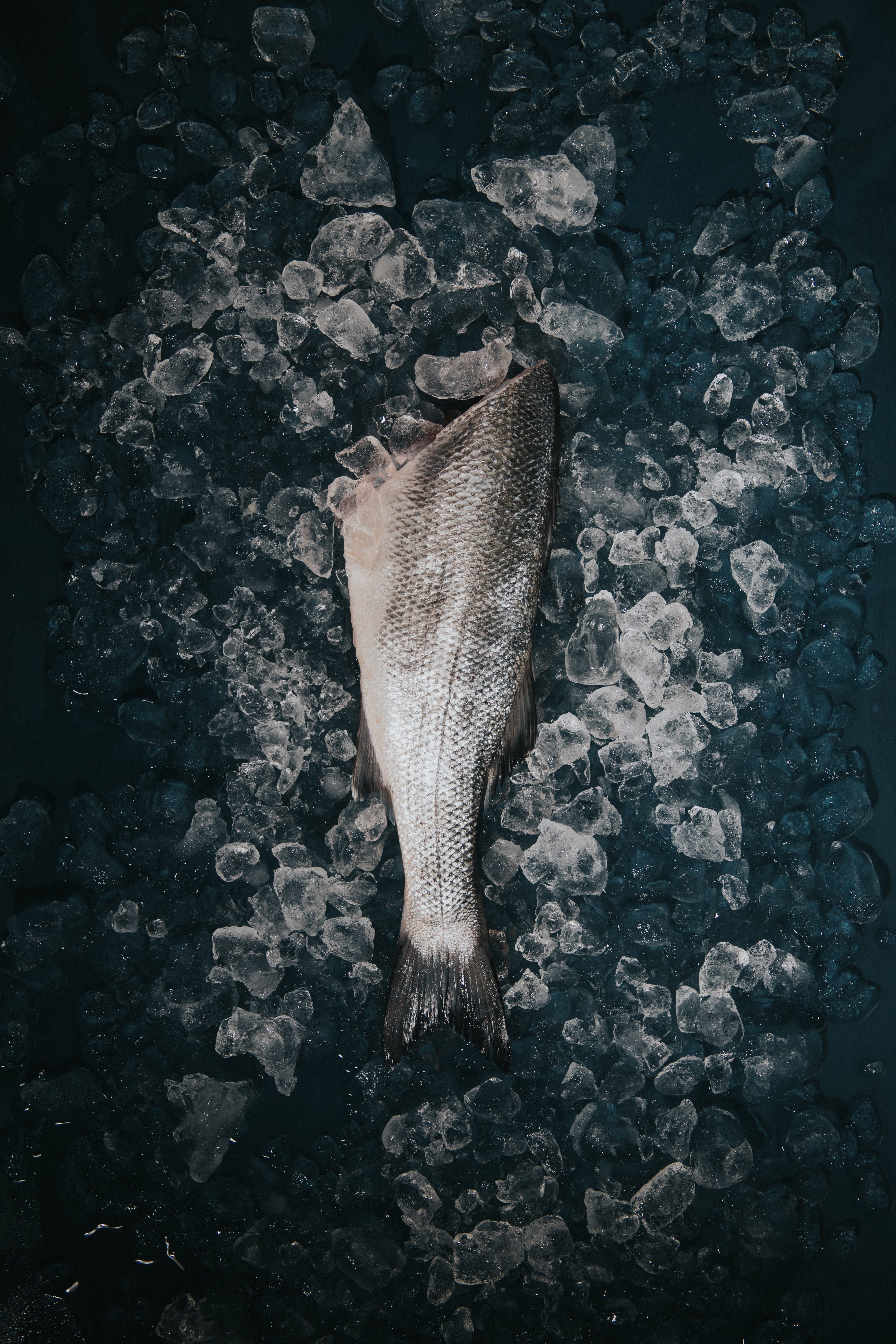Greendale Wild Sea Bass Headed Trimmed