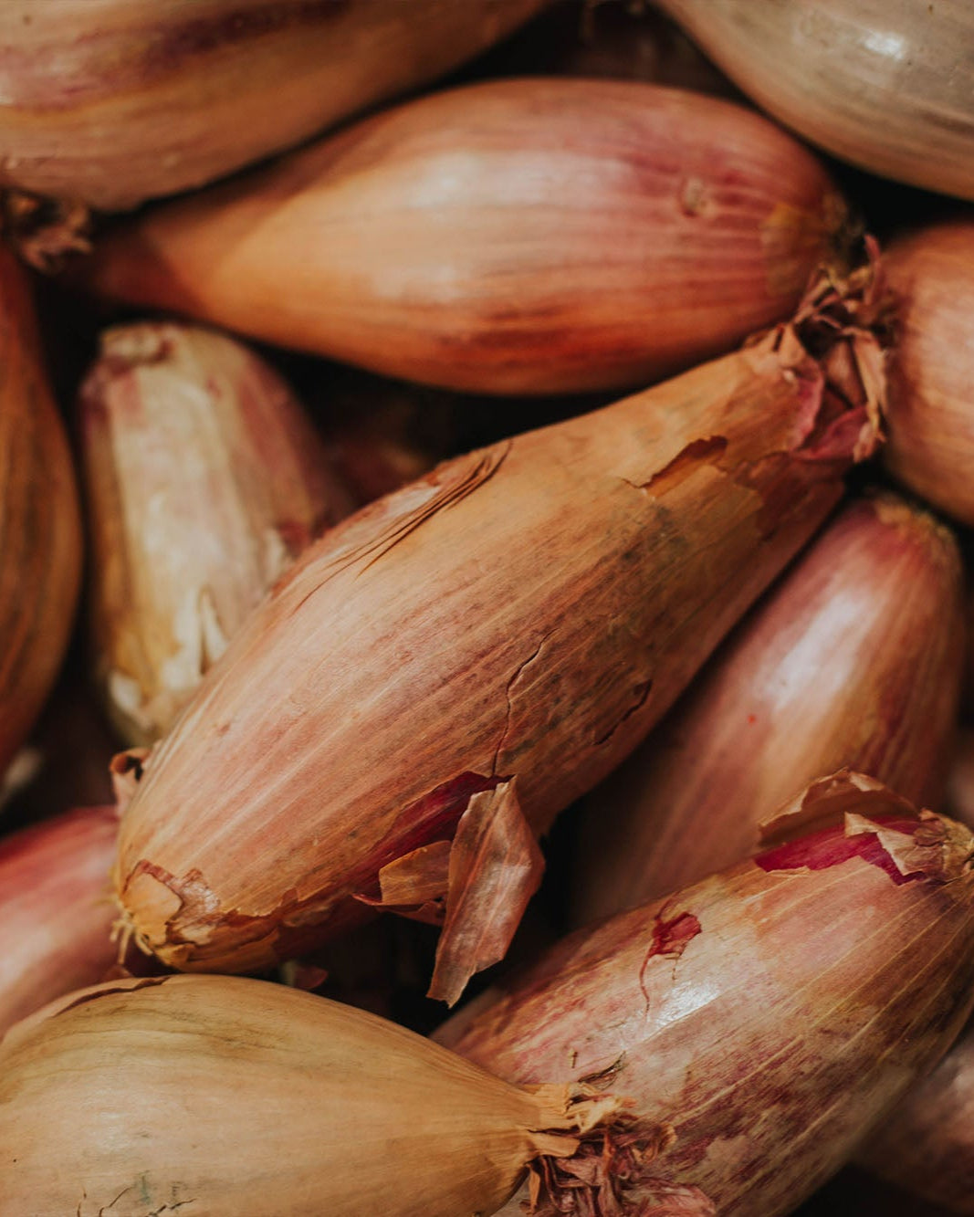 Greendale shallots