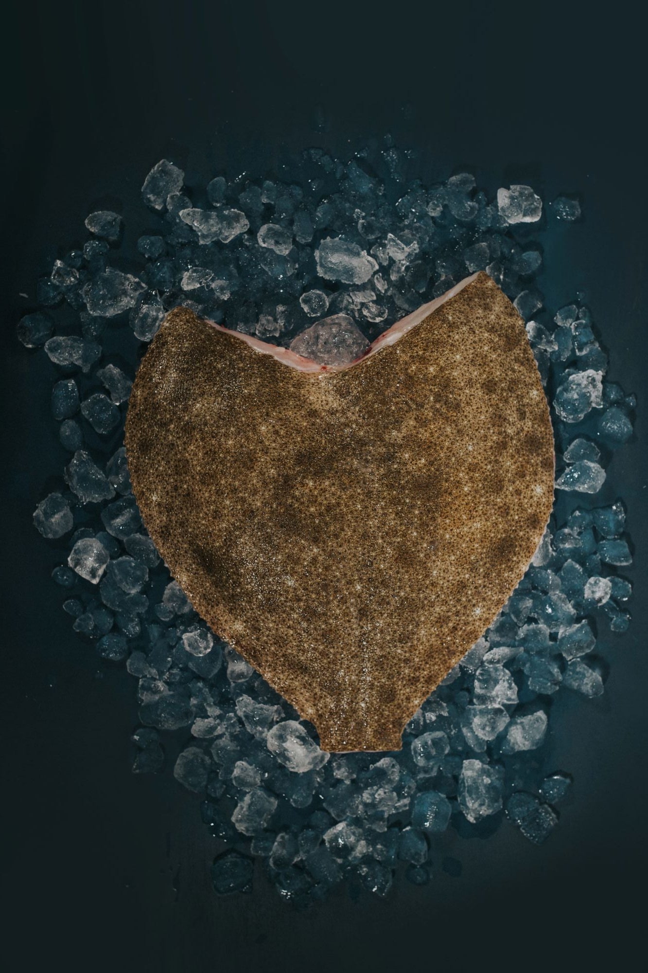 Greendale Turbot Headed Trimmed