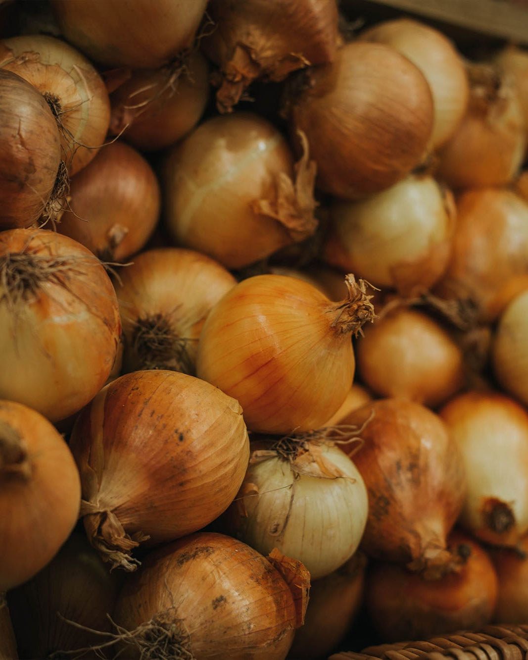 Greendale white onions