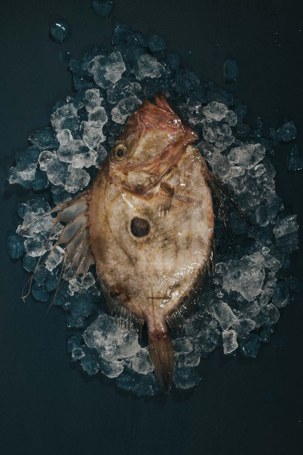 Greendale John Dory Gutted