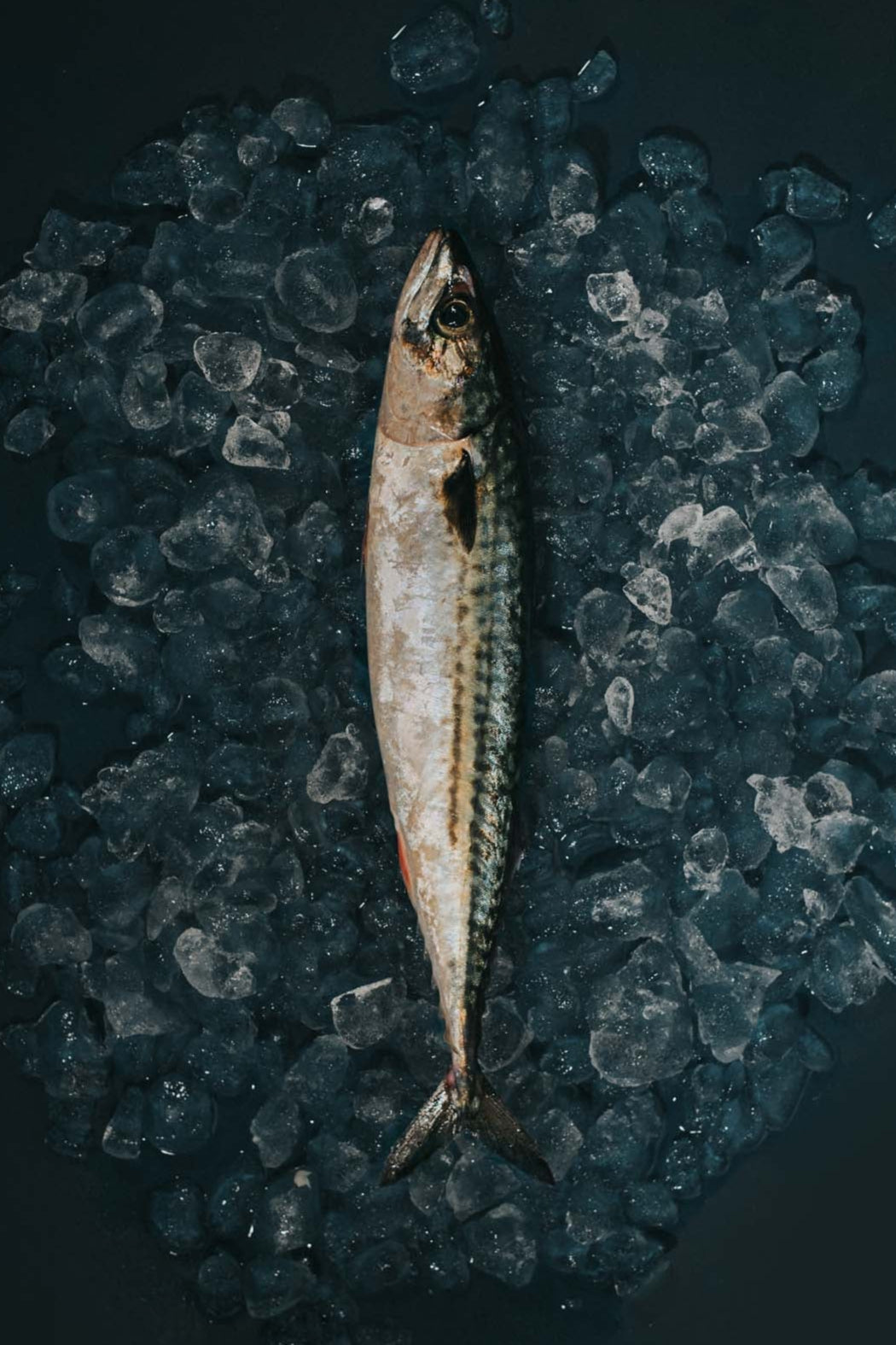 Greendale Mackerel Gutted