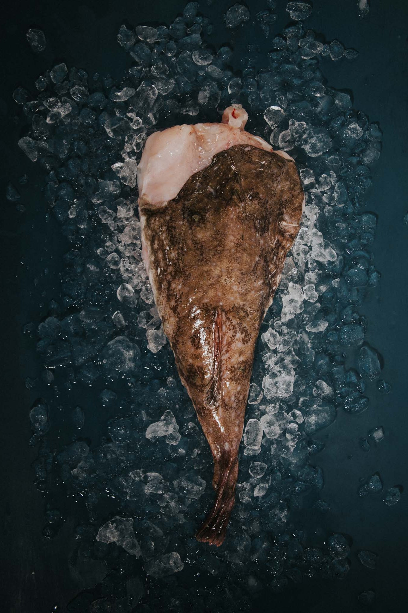 Greendale Monkfish Tail Bone In